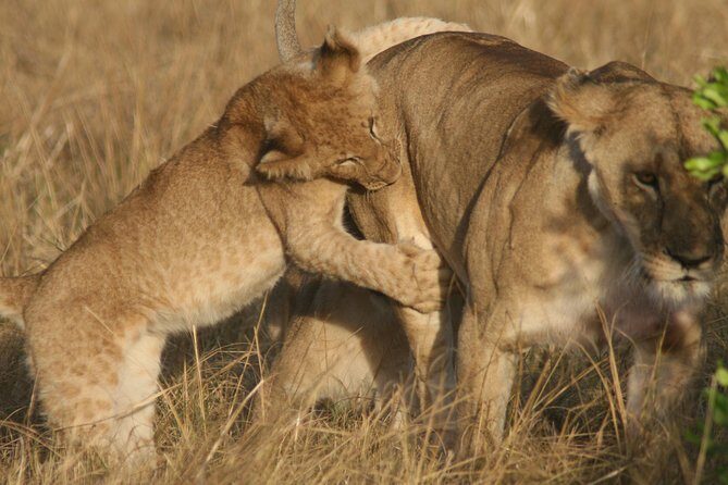 6 Days 5 Night Safari - A Deep Dive into the Safari Experience