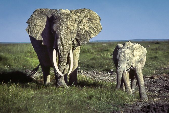 6 Days /5 Nights Adventure in Masai Mara,Lake Nakuru, Amboseli - Key Points