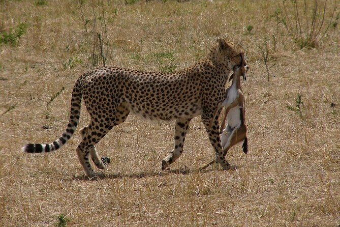 6 Days /5 Nights Adventure in Masai Mara,Lake Nakuru, Amboseli - FAQ: Your Questions Answered