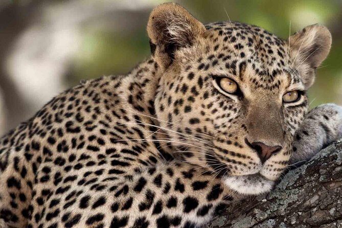 6 Days / 5 Nights Join group safari - FAQ