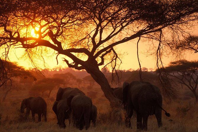 6 Days 5 Nights lodge safari Tarangire, Manyara, Serengeti & Ngorongoro Crater - Who Should Consider This Tour?