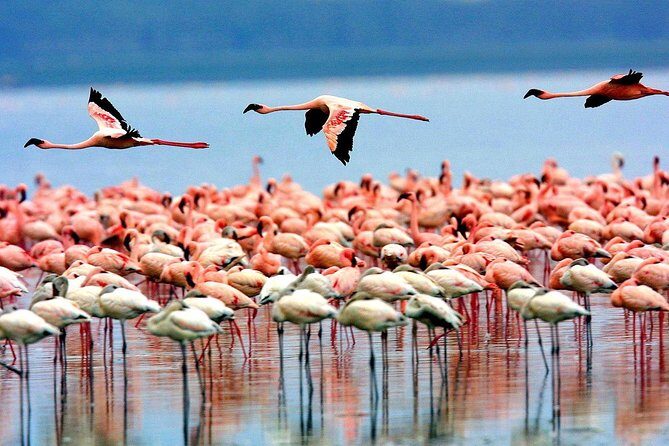 6 Days 5 Nights lodge safari Tarangire, Manyara, Serengeti & Ngorongoro Crater - FAQs