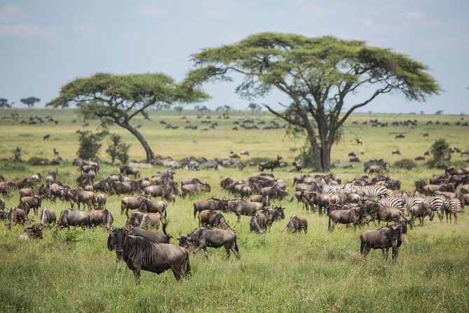 6 days 5 nights safari Ngorongoro, Serengeti and Tarangire National Parks - The Experience Details