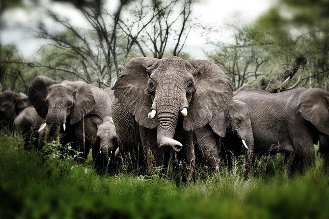6 days 5 nights safari Ngorongoro, Serengeti and Tarangire National Parks - The Sum Up