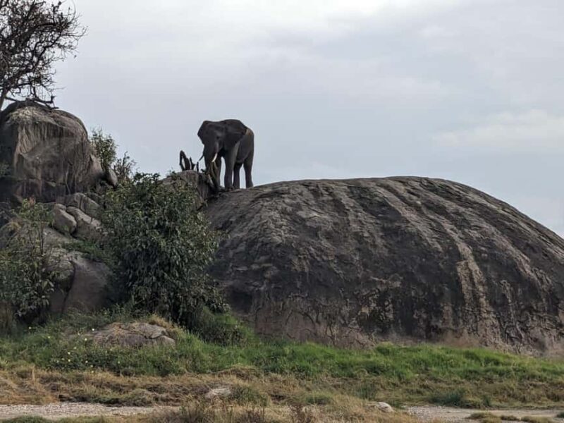 6 Days 5 Nights Serengeti King of the Jungle Safari-Tanzania - The Sum Up