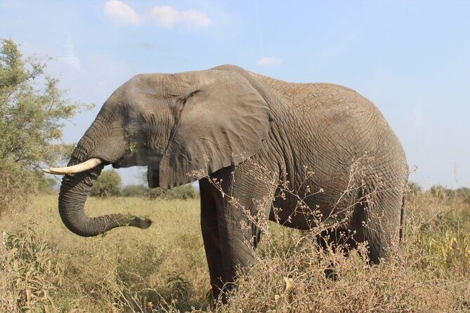 6 Days Adventure Towards Serengeti, Ngorongoro and Tarangire - FAQ