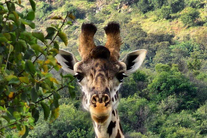 6 Days Amboseli, Lake Naivasha and Masai Mara Adventure - Day 2: Mount Kilimanjaro & Maasai Culture