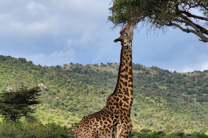6 Days Amboseli, Lake Naivasha and Masai Mara Adventure - Day 4: Into the Heart of the Masai Mara