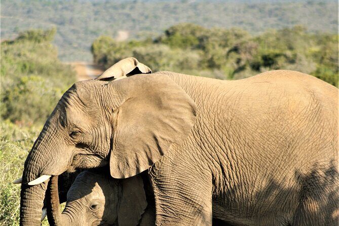 6 Days Amboseli, Lake Naivasha and Masai Mara Adventure - Tour Value & Price