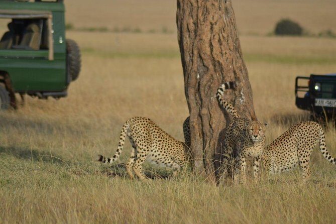 6 Days Amboseli, Lake Nakuru and Masai Mara - Introduction: An Adventure to Remember
