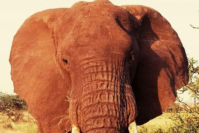 6 Days Amboseli, Lake Nakuru and Masai Mara - Who Should Consider This Tour?