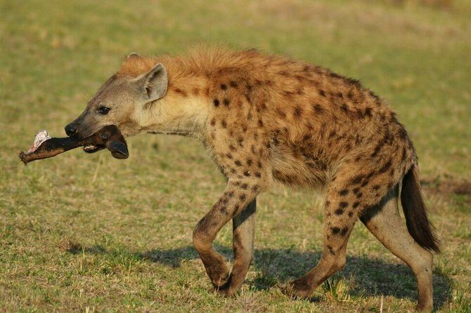 6 Days Amboseli, Lake Nakuru and Masai Mara - The Sum Up