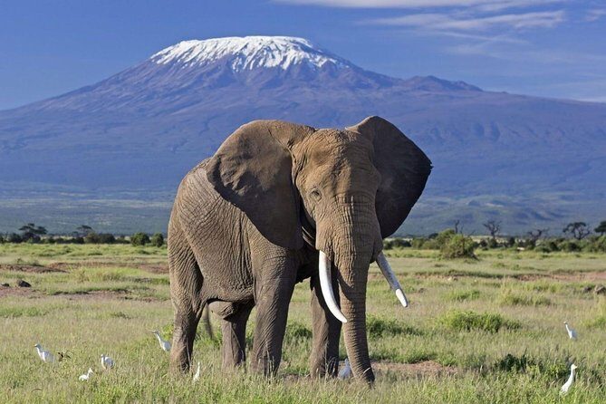 6 Days Amboseli, Nakuru Masai Mara Safari - Key Points  