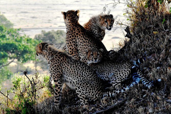 6 Days Amboseli, Nakuru Masai Mara Safari - A Closer Look at the Itinerary  