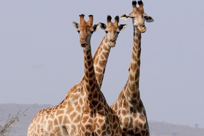6 Days Amboseli, Nakuru Masai Mara Safari - Summing Up the Experience  