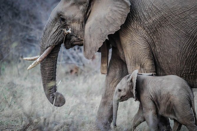 6 Days Amboseli, Nakuru Masai Mara Safari - FAQ  