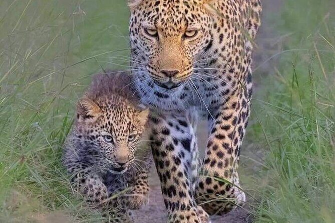 6 Days Amboseli,Lake Naivasha and Masai Mara Safari - Key Points