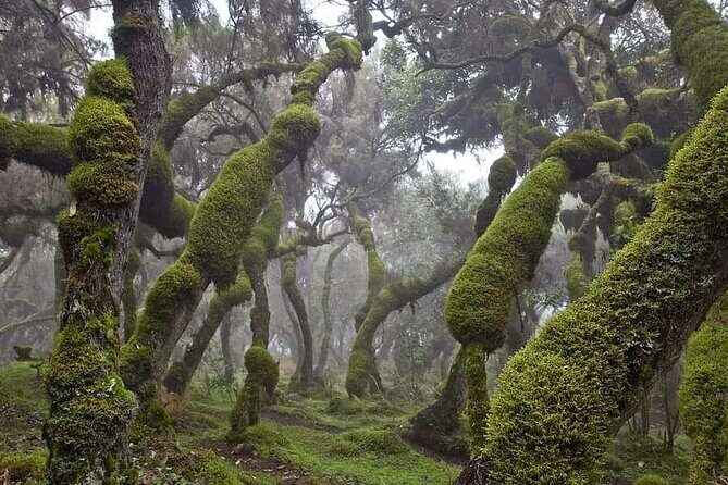 6 Days Bale Mountains Trekking - Introduction