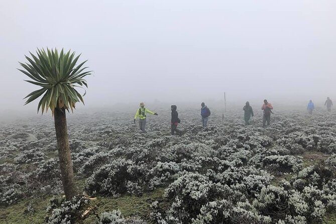 6 Days Bale Mountains Trekking - Key Points