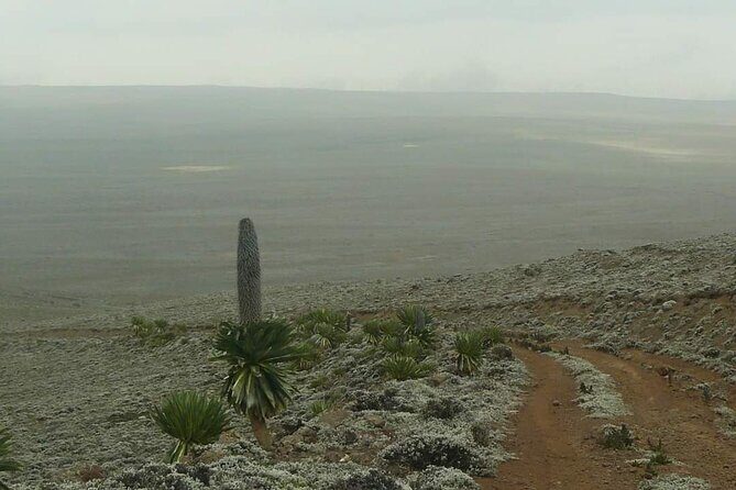 6 Days Bale Mountains Trekking - The Sum Up