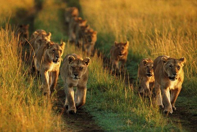 6 Days best adventure kilimanjaro ,Tarangire ,Serengeti &Ngorongoro crater - The Practical Side: What You Need to Know