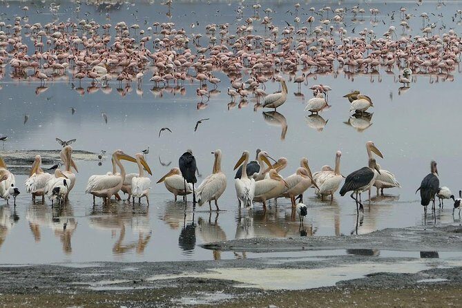 6 Days best adventure kilimanjaro ,Tarangire ,Serengeti &Ngorongoro crater - What Reviewers Say