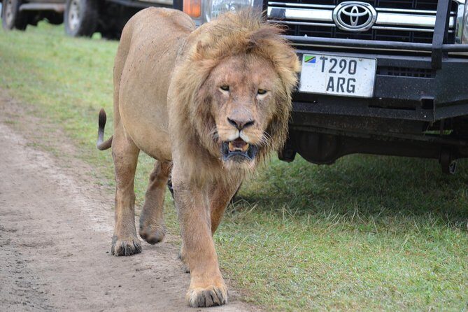 6 Days best adventure kilimanjaro ,Tarangire ,Serengeti &Ngorongoro crater - Final Thoughts: A Well-Rounded Tanzanian Adventure