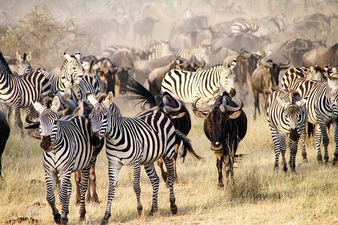 6 Days best adventure kilimanjaro ,Tarangire ,Serengeti &Ngorongoro crater - FAQs