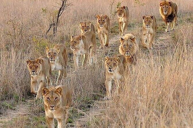 6 Days best of kenya safaris Maasai Mara-Lake Nakuru Amboseli National Park - What’s Included and What’s Not