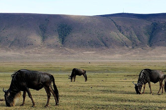 6 Days - Best of Nothern Parks Safari - A Deep Dive Into the Itinerary