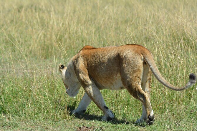 6 Days Big Five Tanzania Safari - What Makes This Safari Stand Out?