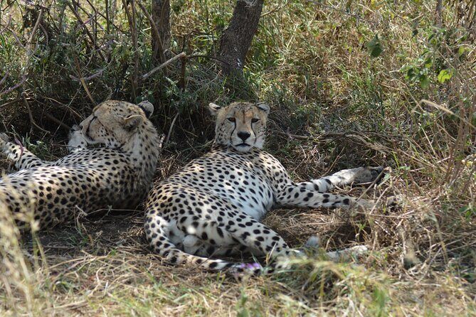 6 Days Big Five Tanzania Safari - Final Thoughts: Who Is This Tour Best For?