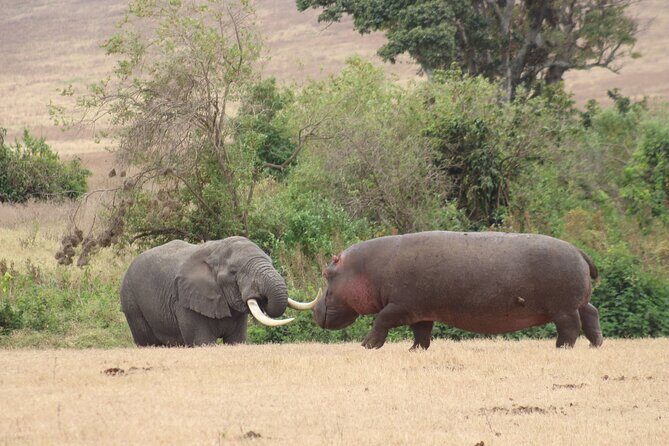 6 Days Big Five Tanzania Safari - Final Word