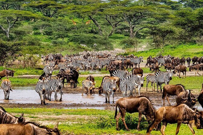 6 Days Budget Tour in Tarangire, Serengeti ,Ngorongoro and Manyara - The Sum Up