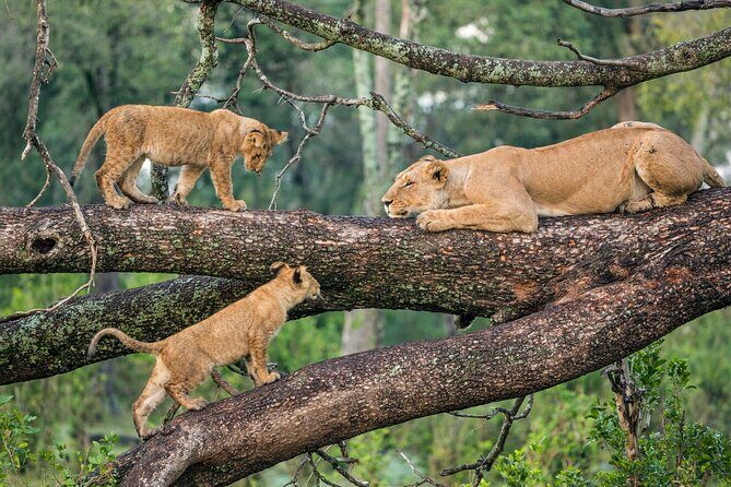 6 Days Budget Tour in Tarangire, Serengeti ,Ngorongoro and Manyara - FAQ