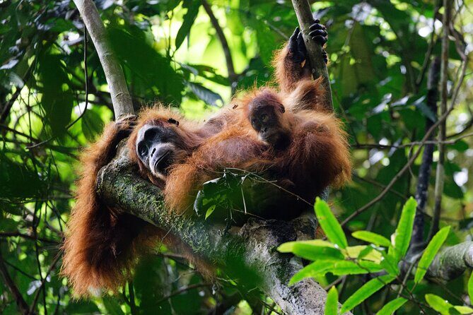 6 Days Bukit Lawang - Berastagi Tour (2D1N Jungle Treking + Sunrise Hiking) - Key Points