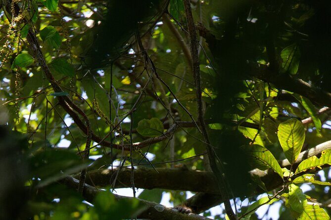 6 Days Bukit Lawang - Berastagi Tour (2D1N Jungle Treking + Sunrise Hiking) - Is This Tour Worth the Price?