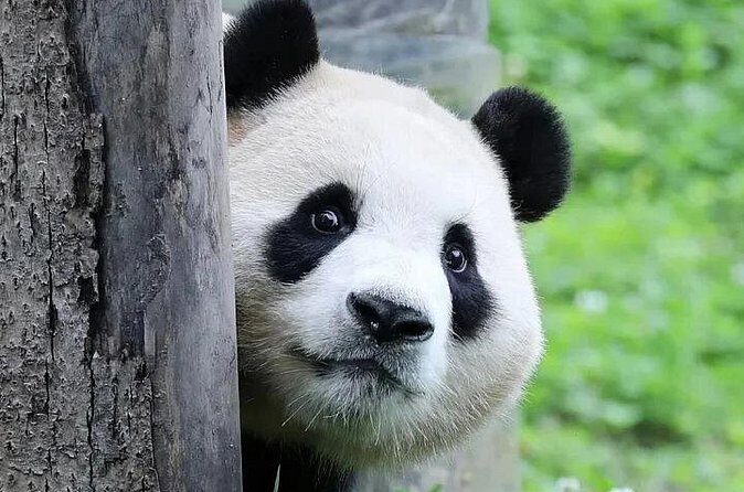 6 Days Chengdu Cultural and Night Scene Tour - Day 3: Engineering Marvels and Ancient Towns