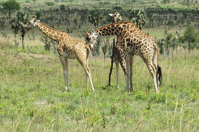 6 Days Chimps, Gorillas & Murchison Falls Africa's Big Five Experience Safari - Key Points
