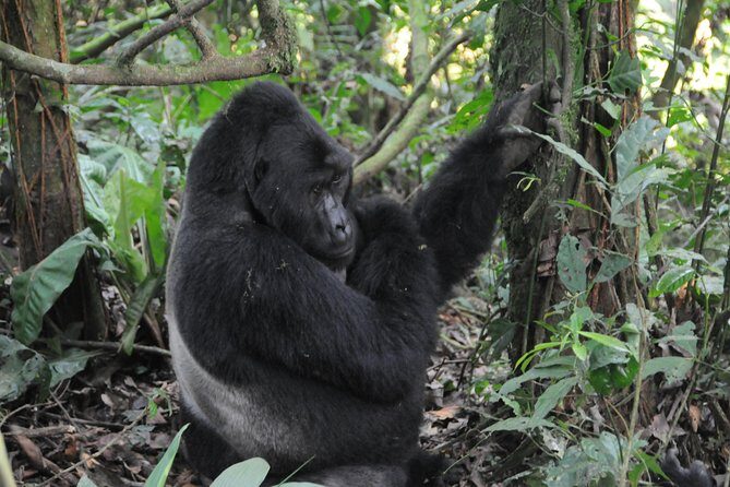 6 Days Chimps, Gorillas & Murchison Falls Africa's Big Five Experience Safari - A Detailed Look at the 6-Day Uganda Safari