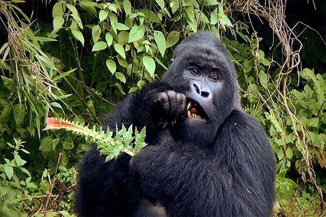 6 Days Chimps, Gorillas & Murchison Falls Africa's Big Five Experience Safari - Final Thoughts: Who Should Book This Safari?