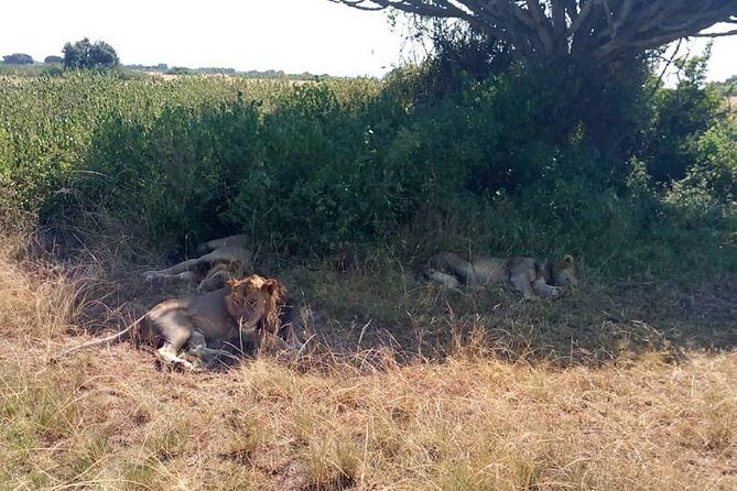 6 Days Chimps, Gorillas & Murchison Falls Africa's Big Five Experience Safari - FAQs