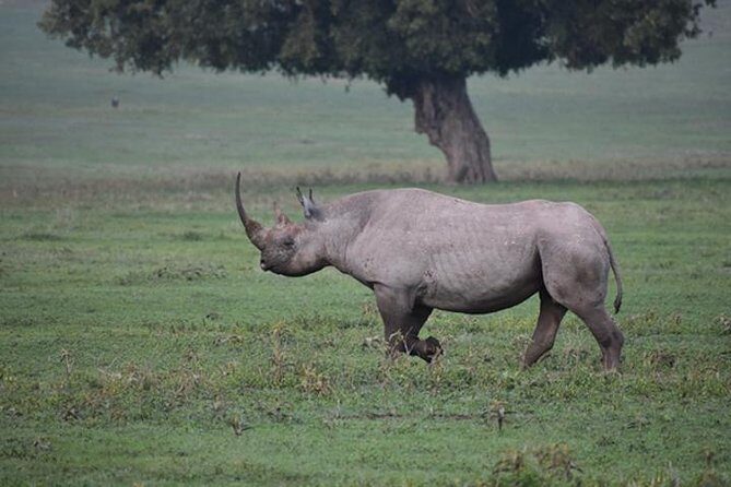 6 Days: Classic Camping( Tarangire, Manyara, Serengeti And Ngorongoro). - The Itinerary Breakdown: What You Can Expect