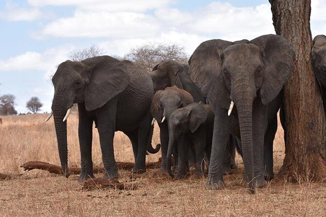 6 Days: Classic Camping( Tarangire, Manyara, Serengeti And Ngorongoro). - What Our Reviews Say