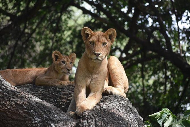 6 Days: Classic Camping( Tarangire, Manyara, Serengeti And Ngorongoro). - Final Thoughts