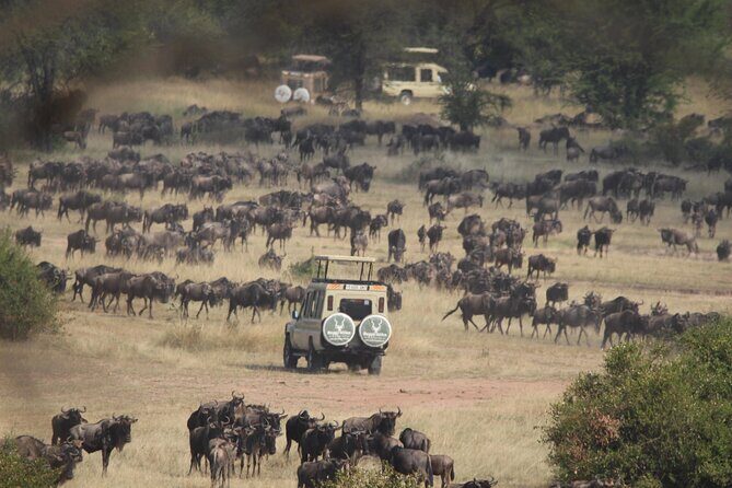 6 Days Enchanting Tanzania Safaris - Mid Range Safari - An In-Depth Look at the Itinerary