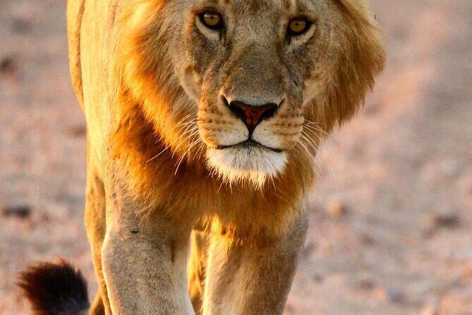 6 Days Enchanting Tanzania Safaris - Mid Range Safari - Authentic Traveler Insights