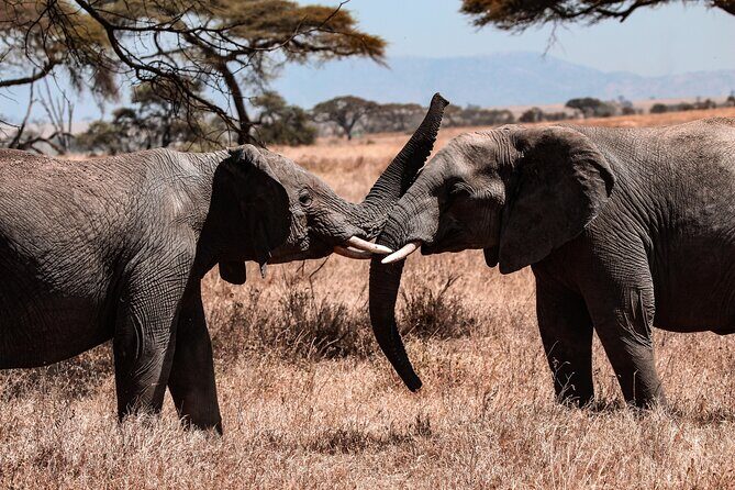 6 Days Enchanting Tanzania Safaris - Mid Range Safari - The Sum Up: Is This Safari Right for You?