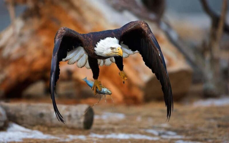 6 Days Explore Tanzania Big Five Wild Encounters Tour - An In-Depth Look at the 6-Day Safari Experience