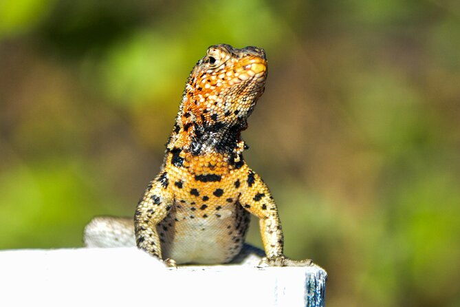 6-days-galapagos-island-hopping